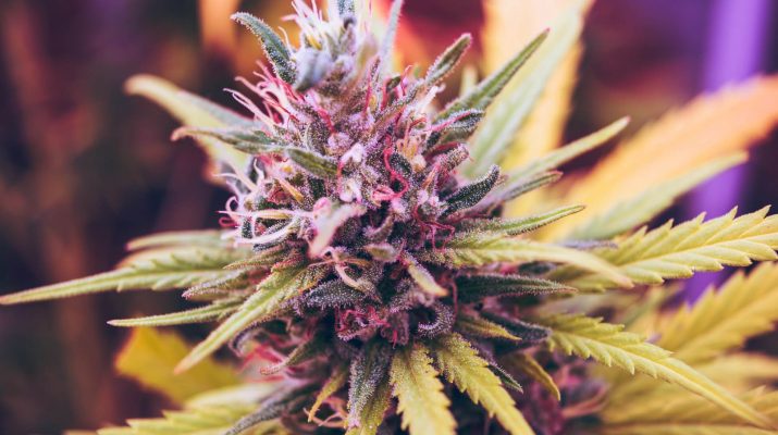 thca flower vs thc flower per OutSFL

