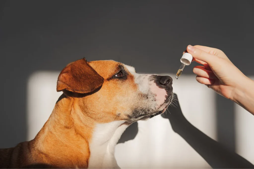 cbd oil for pets near me