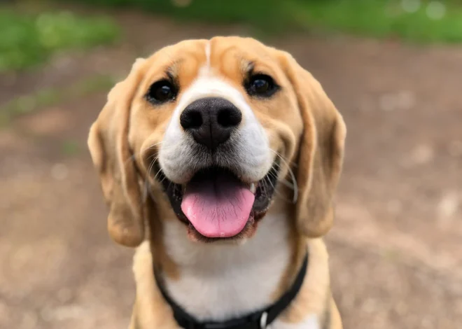 Daily wellness support that encourages calm confident dog behavior